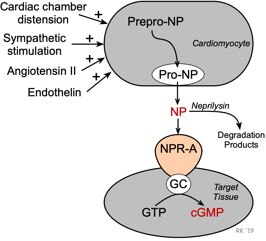 Natriuretic peptides